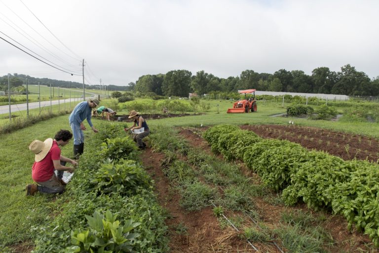 Students working in the UGA Garden